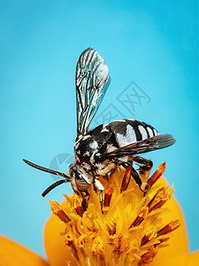 霓虹杜鹃蜂 在黄色花粉上的图像在蓝色背景上收集花蜜 文本的空间模糊背景 昆虫 动物花园教育漏洞森林植物群植物黄蜂荒野宏观野生动物图片