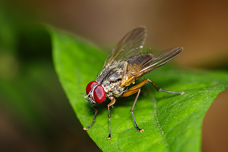 绿叶上苍蝇Diptera的图像 昆虫 动物翅膀眼睛公园漏洞害虫房子宏观野生动物动物群荒野图片