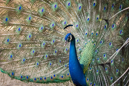 树上鸟孔雀的图像显示 它美丽的羽毛 野生动物尾巴优雅脖子男性眼睛动物展览热带公鸡野鸡背景