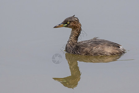 小格雷贝的图像在水上反射池塘羽毛湿地游泳水禽野生动物蓝色动物小鸡鸟类图片