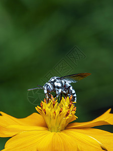 黄色花粉上的纳伦杜蜜蜂图像收集自然背景的花蜜 昆虫 动物宏观荒野黄蜂摄影漏洞生活教育蓝色植物森林图片