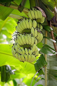 香蕉树上的绿色原香蕉 在泰国的花园里场地水果公园食物树叶饮食阳光种植园农业蓝色图片