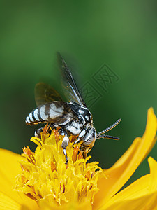 黄色花粉上的纳伦杜蜜蜂图像收集自然背景的花蜜 昆虫 动物漏洞蓝色花园森林植物荒野摄影教育野生动物宏观图片