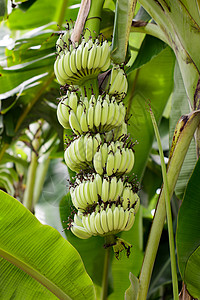香蕉树上的绿色原香蕉 在泰国的花园里团体农业公园饮食农场小吃植物群树木食物气候图片