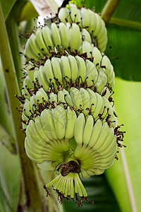 香蕉树上的绿色原香蕉 在泰国的花园里植物群食物阳光团体叶子水果公园农场小吃蓝色图片