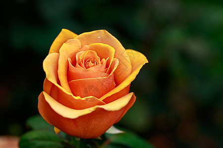 红玫瑰 全闪光花园艺水平花园玫瑰旅游花朵地点图片