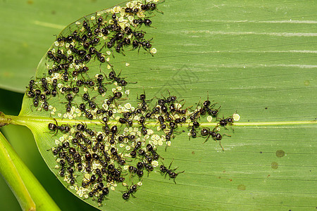 一只黑蚂蚁在绿叶上吃虫子的图像 昆虫 动物蜂蜜生态天线食物漏洞环境蚜虫叶子植物害虫图片