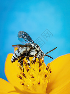 霓虹杜鹃蜂 在黄色花粉上的图像在蓝色背景上收集花蜜 文本的空间模糊背景 昆虫 动物生活野生动物森林宏观教育植物摄影黄蜂漏洞荒野图片