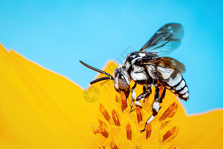 霓虹杜鹃蜂 在黄色花粉上的图像在蓝色背景上收集花蜜 文本的空间模糊背景 昆虫 动物荒野花园黄蜂野生动物森林植物摄影翅膀教育生活图片