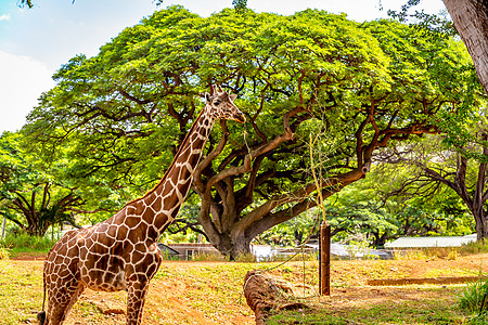 法拉菲站在树下哺乳动物水平背景