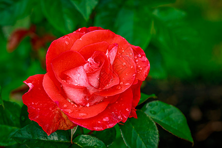 美丽的玫瑰在全闪光的花朵中地点花园水平园艺花瓣自然雨滴旅游图片