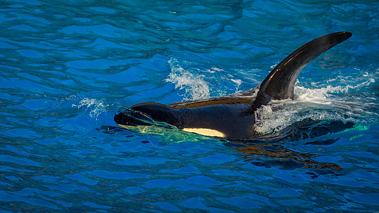 在水中捕鲸哺乳动物齿鲸虎鲸海洋水平图片