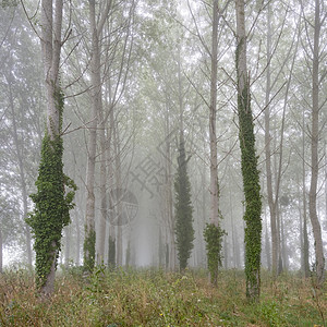 清晨雾雾般的山羊森林 在法国鲁昂和莱哈夫雷之间的地区公园树叶树木木头自然树干薄雾场地气氛植物区域图片