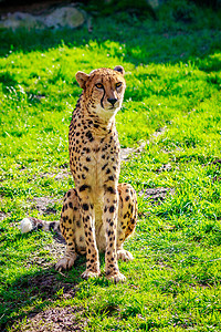 草地上的阿穆尔豹豹大猫豹属食肉动物动物园哺乳动物脊椎动物猫科图片