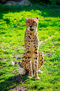 草地上的阿穆尔豹豹大猫动物园哺乳动物豹属动物食肉猫科脊椎动物图片