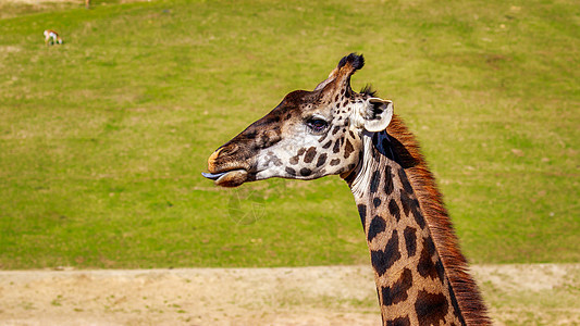 Giraffe 头像肖像野生动物脊椎动物水平草地哺乳动物图片