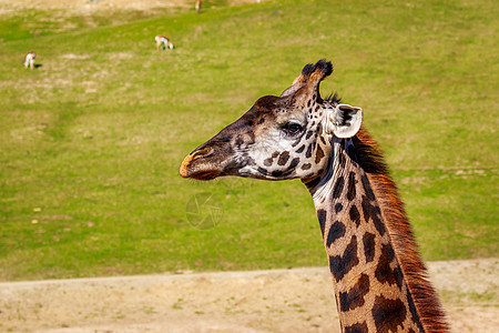 Giraffe 头像肖像脊椎动物水平草地野生动物哺乳动物图片