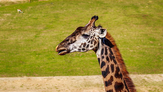 Giraffe 头像肖像水平哺乳动物野生动物草地脊椎动物图片