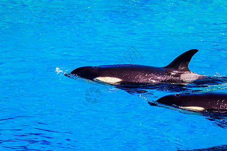 在水中捕鲸水面野生动物虎鲸水域脊椎动物水平海洋哺乳动物齿鲸图片
