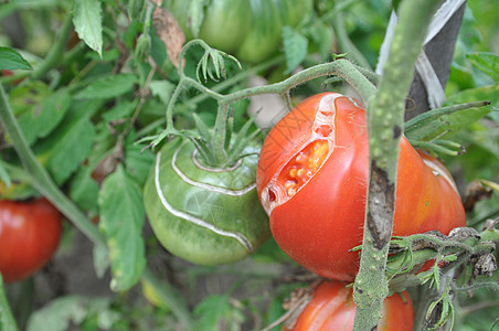 成熟时在灌木丛上切开番茄水果水分衰变花园栽培食物损害疫病植物农业疾病图片