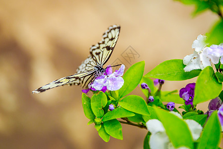 在花上喂养蝴蝶昆虫花瓣水平花园地点花朵旅游高清图片