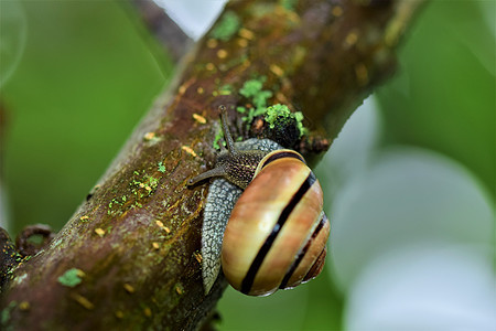 树枝旁有座蜗牛的紧闭处花园蜗牛动物棕色叶子绿色植物学植物动物群宏观图片