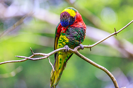 云宝洛丽基特动物园旅游低角度水平视图地点鸟类彩虹脊椎动物鹦鹉图片