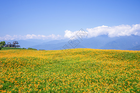 在刘石丹山六岩山上美丽的橙色白木花田 在台湾华里云中有蓝天和云彩 特写 复制空间天空旅行农场风景金子黄褐色植物花瓣乡村场地图片