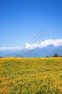 在刘石丹山六岩山上美丽的橙色白木花田 在台湾华里云中有蓝天和云彩 特写 复制空间农场场地乡村旅行观光萱草橙子场景农村季节图片