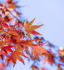 美丽的枫叶在秋天晴朗的日子在前景和模糊的背景在日本九州 没有人 特写 复制空间 微距拍摄摄影阳光橙子叶子旅行蓝色季节森林晴天太阳图片