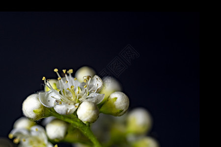 黑底的白山灰巨集花朵叶子生长植物植物群植物学水果花园园艺枝条森林图片