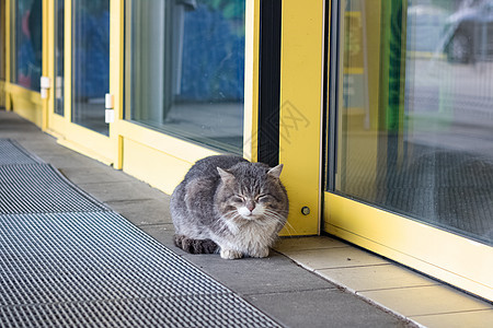 灰色流浪猫就躺在商店门口生存街道流浪店铺宠物毛皮虎斑猫科动物人行道饥饿图片