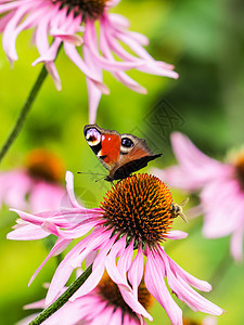 美丽的欧洲孔雀蝴蝶和阳光明媚的花园中紫色Echinacea花朵上的蜜蜂花瓣环境荒野植物群草本植物植物学植物水稻生长动物图片