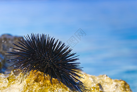 以蓝海为背景的岩石上的近身海胆危险食物生物环境假期熟食海洋动物生物学脊柱图片