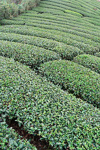 美丽的绿茶作物花园排成一排 蓝天白云 鲜茶产品背景的设计理念 复制空间风景场景爬坡植物农场蓝色场地栽培农业生长图片