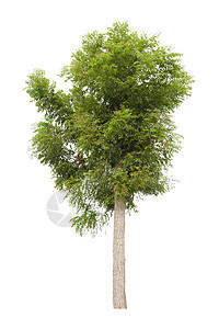 白色的新鲜绿树被隔绝环境叶子绿色植物森林植物学热带林业植物生长树干图片