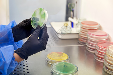 在微生物实验室使用培养皿的技术人员或科学家的手套手 细菌培养基 微生物学家 细菌盘子测试化学品生物学物质吸管琼脂管子化学研究图片