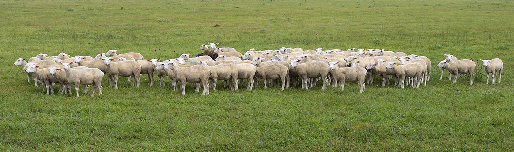 羊群紧紧粘在法国农村的绿草草地上 并家畜柔软度牧场田园风光母羊羊肉压痛羊毛内存图片
