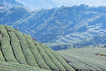 美丽的绿茶作物花园排成一排 蓝天白云 鲜茶产品背景的设计理念 复制空间爬坡热带植物风景农业栽培农村种植园生长场景图片