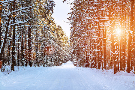 汽车道路穿过白雪覆盖的松树冬季森林 路边的松树和阳光透过它们照耀着林地松林景观运输小路晴天季节国家木头树干图片