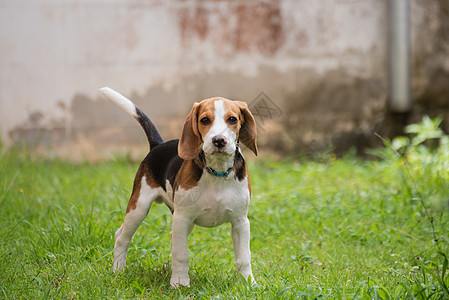 可爱的小狗在草地上奔跑动物跑步棕色白色犬类猎犬宠物绿色公园哺乳动物图片