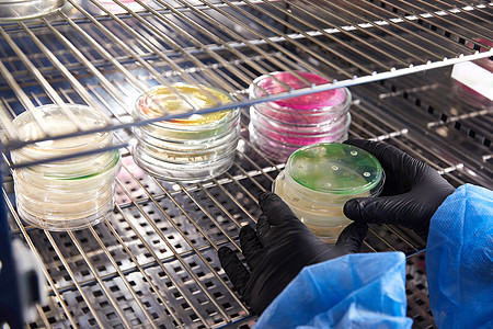 在微生物实验室使用培养皿的技术人员或科学家的手套手 细菌培养基 微生物学家 细菌教育抗生素生长实验微生物学化学品生物文化殖民地琼图片