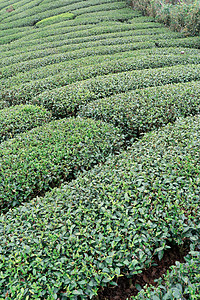 美丽的绿茶作物花园排成一排 蓝天白云 鲜茶产品背景的设计理念 复制空间场地蓝色农场天空植物生长热带风景农村场景图片