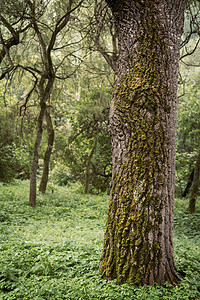 老树上的绿色苔藓丛林风景宏观荒野叶子薄雾森林公园树干雨林图片