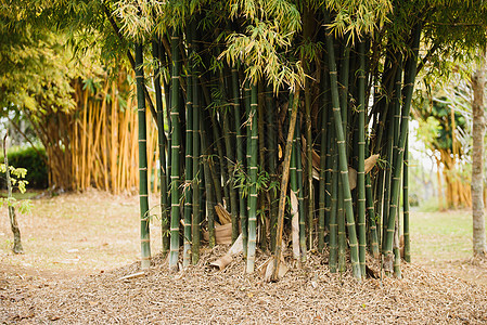 竹林叶子天空植物森林绿色太阳木头文化场景图片