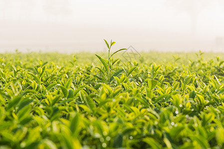绿茶和新鲜叶子生长阳光热带种植园农场场景财产宏观高地场地图片
