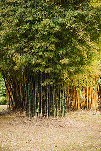 竹林木头植物太阳森林绿色场景文化叶子天空图片