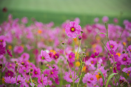 草原的宇宙花朵花园天空生态植物学环境森林公园土地植物日落图片