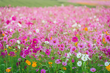 草原的宇宙花朵天堂植物学季节生态杜鹃花植物群天气阳光薄雾天空图片