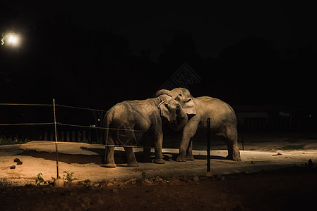 动物园之夜的大象图片